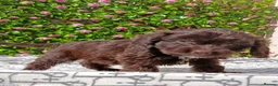 Cockapoo dogs for sale: FULLY VAX F1 COCKERPOOS H TESTED PARENTS  - Advert 6