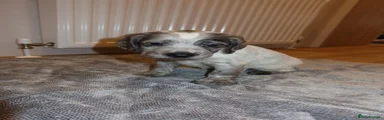 Cocker Spaniel 4