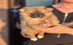 Pomeranian dogs for sale: 5 BEAUTIFUL TEDDY TYPE FOXY POMERANIANS - Image 27