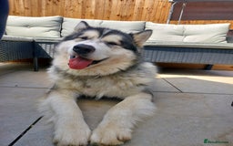 Alaskan Malamute dogs for sale: Beau 19 months male mal - Image 2