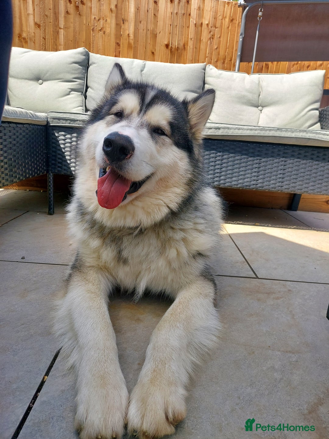 Alaskan Malamute dogs for sale: Beau 19 months male mal - Image 2