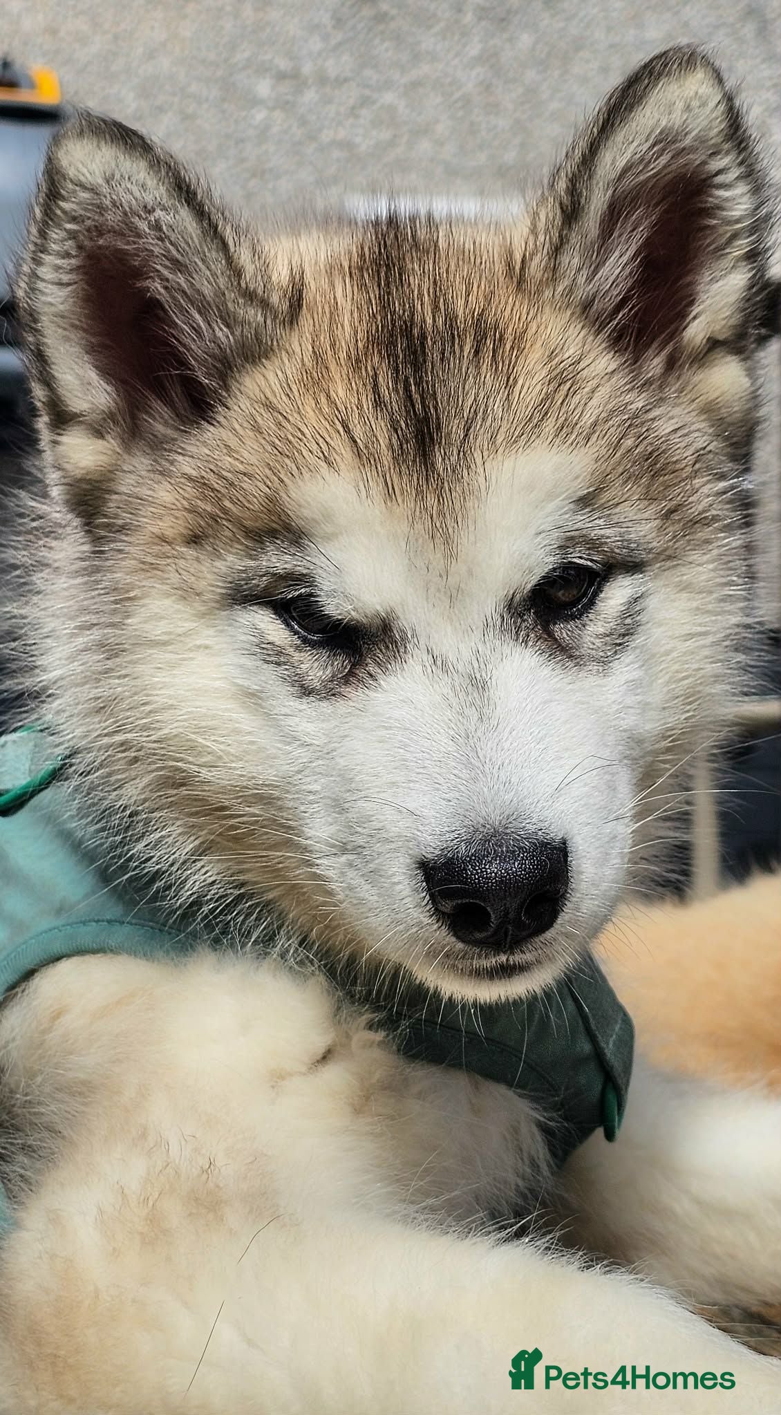 Alaskan Malamute dogs KC Registered Alaskan Malamute pups - Advert 7