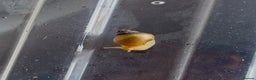 Snails invertebrates for sale: FREE ALBINO/WILD MORPH GALS BABIES - Advert 1