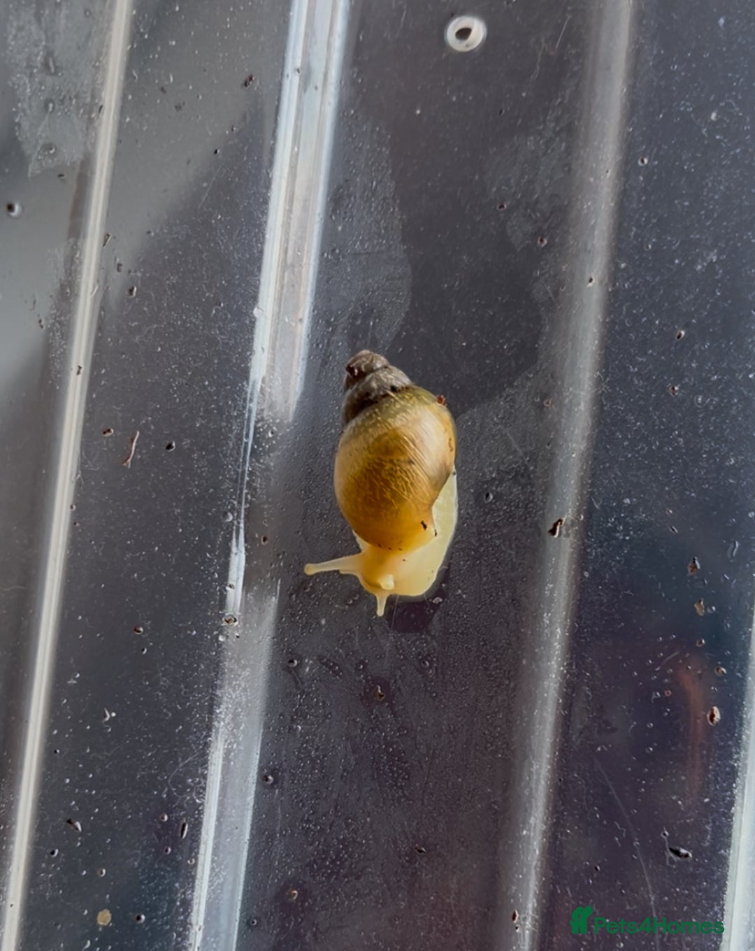 Snails invertebrates for sale: FREE ALBINO/WILD MORPH GALS BABIES - Advert 1