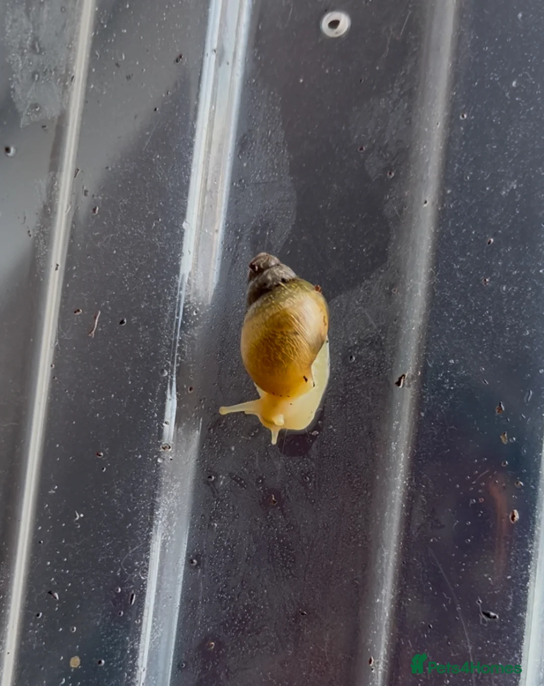 Snails invertebrates for sale: FREE ALBINO/WILD MORPH GALS BABIES - Advert 3