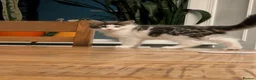 Maine Coon cats for sale: Male Kitten- Purebred Maine Coon - GCCF Registered in Darvel - Advert 5