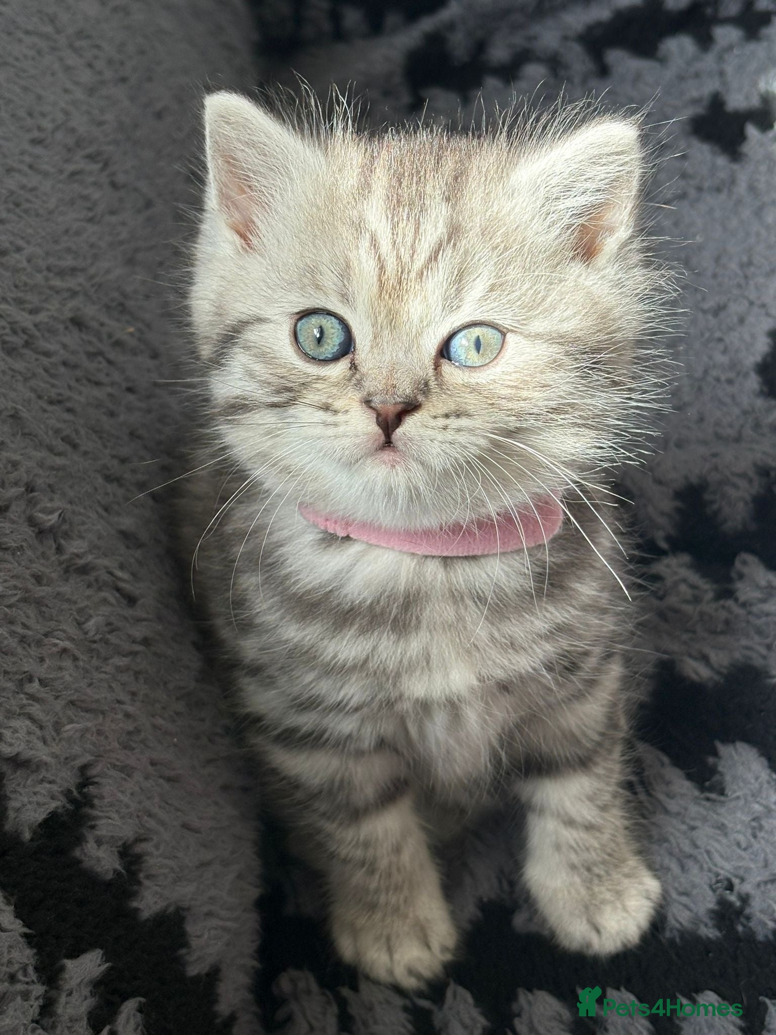 British Shorthair cats for sale: 3 females British shorthair  - Advert 6