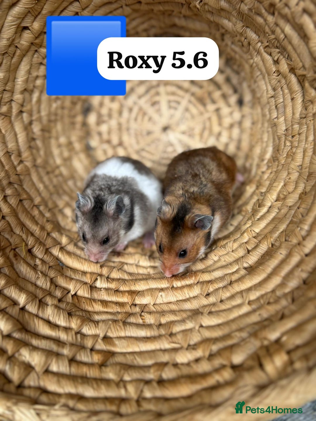Hamster rodents for sale: Beautiful baby hamsters. Syrian and Russian Dwarf - Image 2