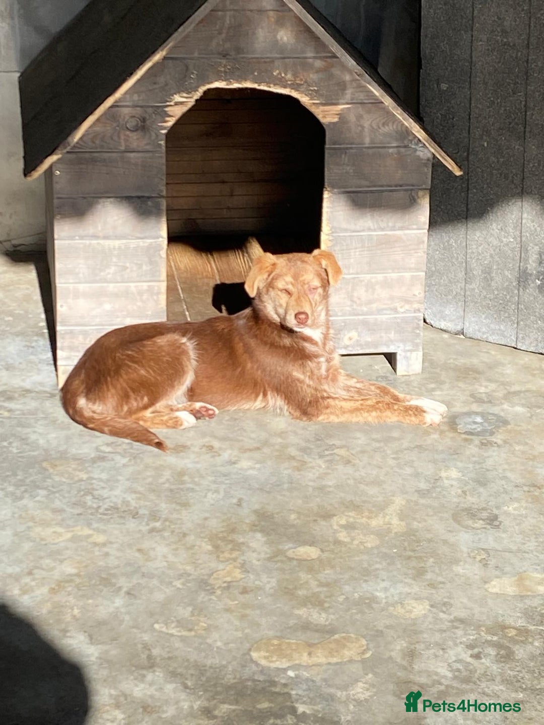 Mixed Breed dogs for adoption: Miriam, 14 months approx. Available for adoption. - Image 12