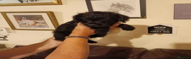 Mixed Breed 3