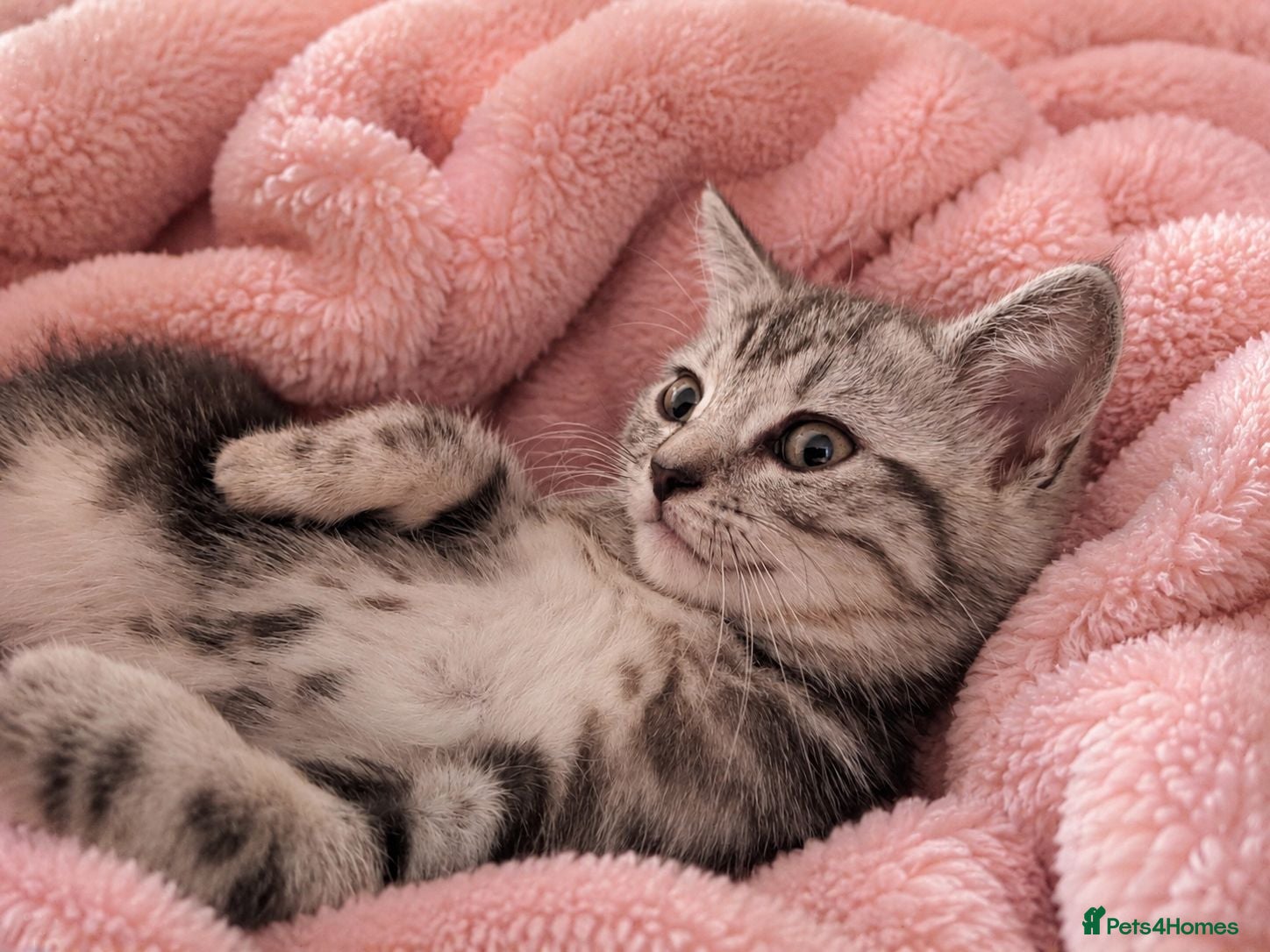 British Shorthair cats BSH cross kittens. Please read information  - Advert 4