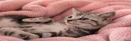 British Shorthair cats for sale: BSH cross bengal kittens. Please read information  - Advert 1