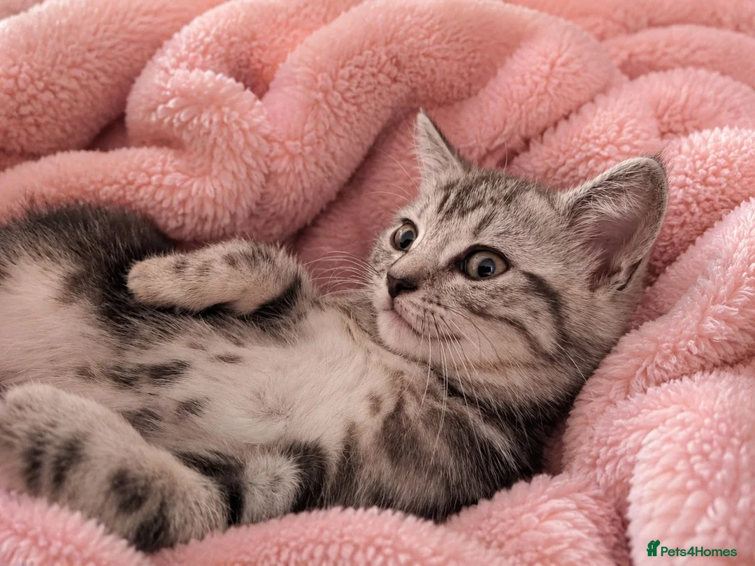 British Shorthair cats for sale: BSH cross bengal kittens. Please read information  - Advert 1