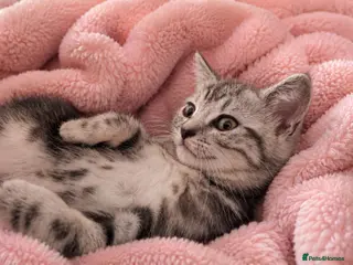 British Shorthair cats BSH cross snow bengal kittens. Massive reduction - Advert 1