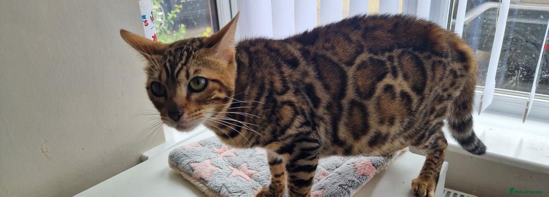 Bengal cats for sale: Beautiful lady ❤️  - Image 11