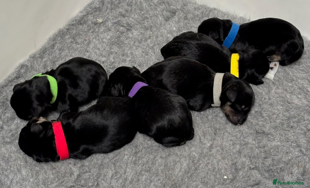 Miniature Schnauzer dogs for sale: Adorable KC registered Miniature Schnauzers - Image 27