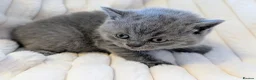 British Shorthair cats for sale: ❤️❤️Stunning GCCF Beautiful BSH kittens ❤️❤️  - Advert 10