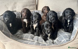 Sprocker dogs for sale: Sprocker Spaniels - Image 1