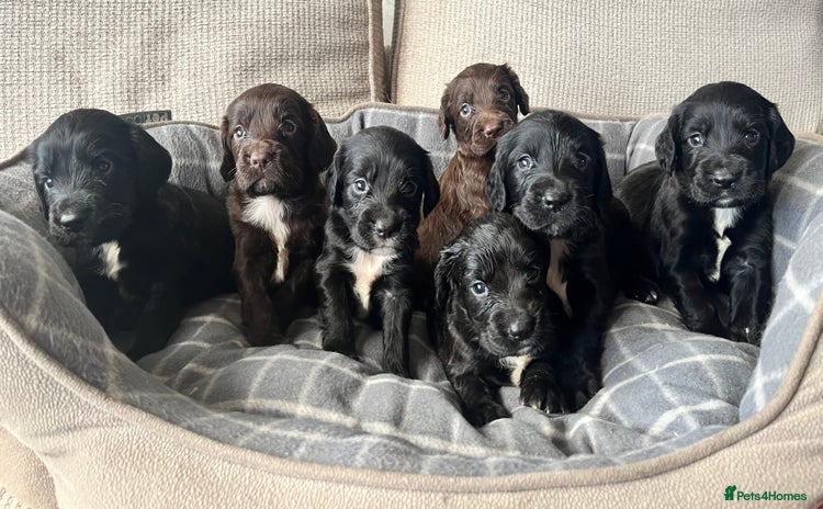 Sprocker dogs - Advert 2