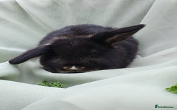 Mini Lop rabbits for sale: Spayed/neutered rabbits for adoption - Image 12