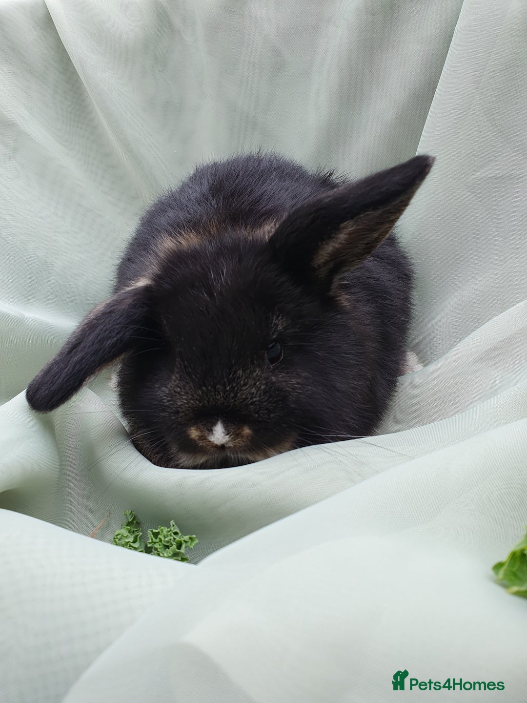 Mini Lop rabbits for sale: Spayed/neutered rabbits for adoption - Image 12