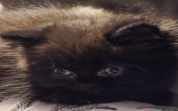 Persian cats for sale: Persian  - Image 3