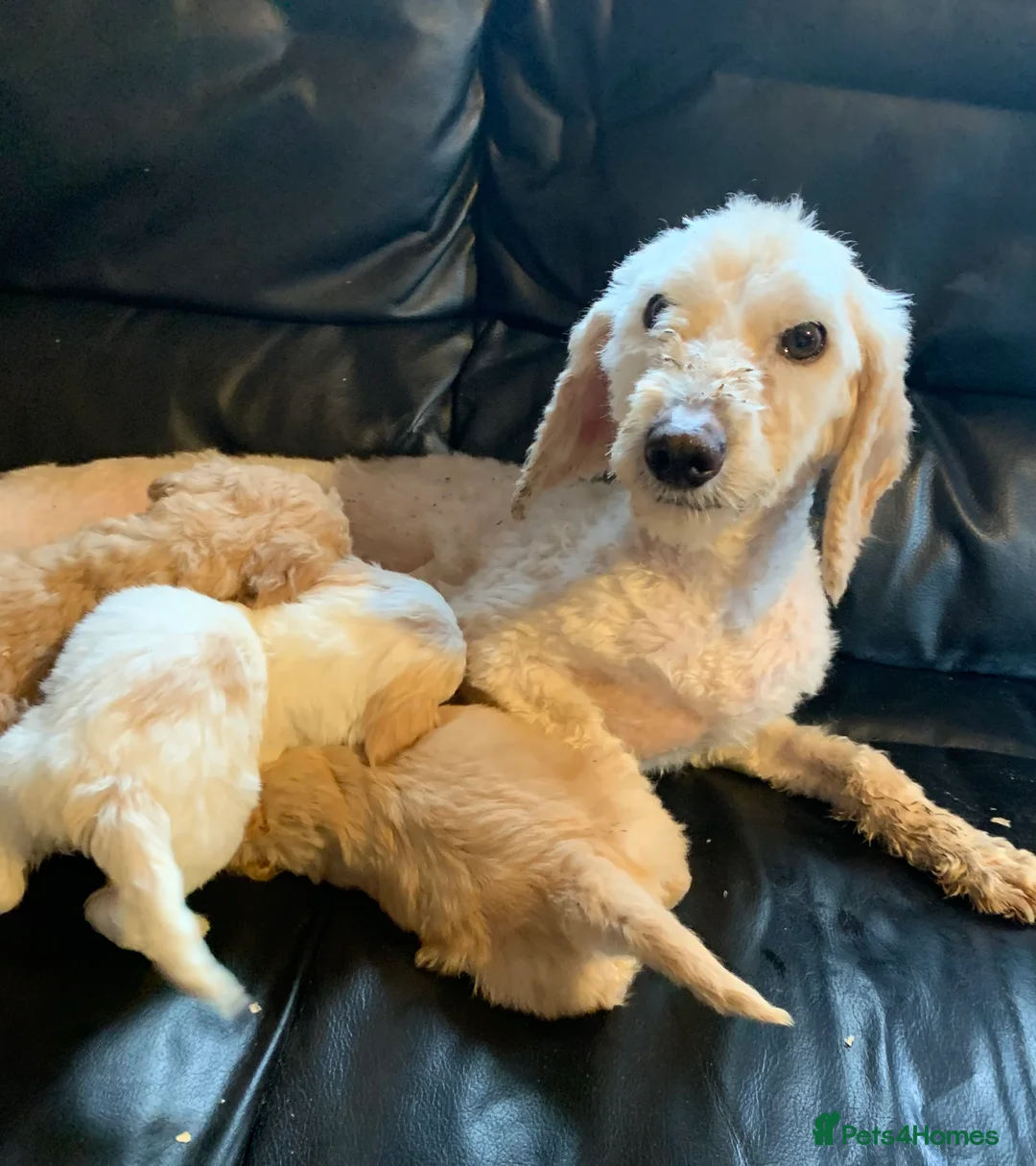 Cockapoo dogs for sale: Beautiful f1b cockapoo puppies  in Stowmarket - Advert 6