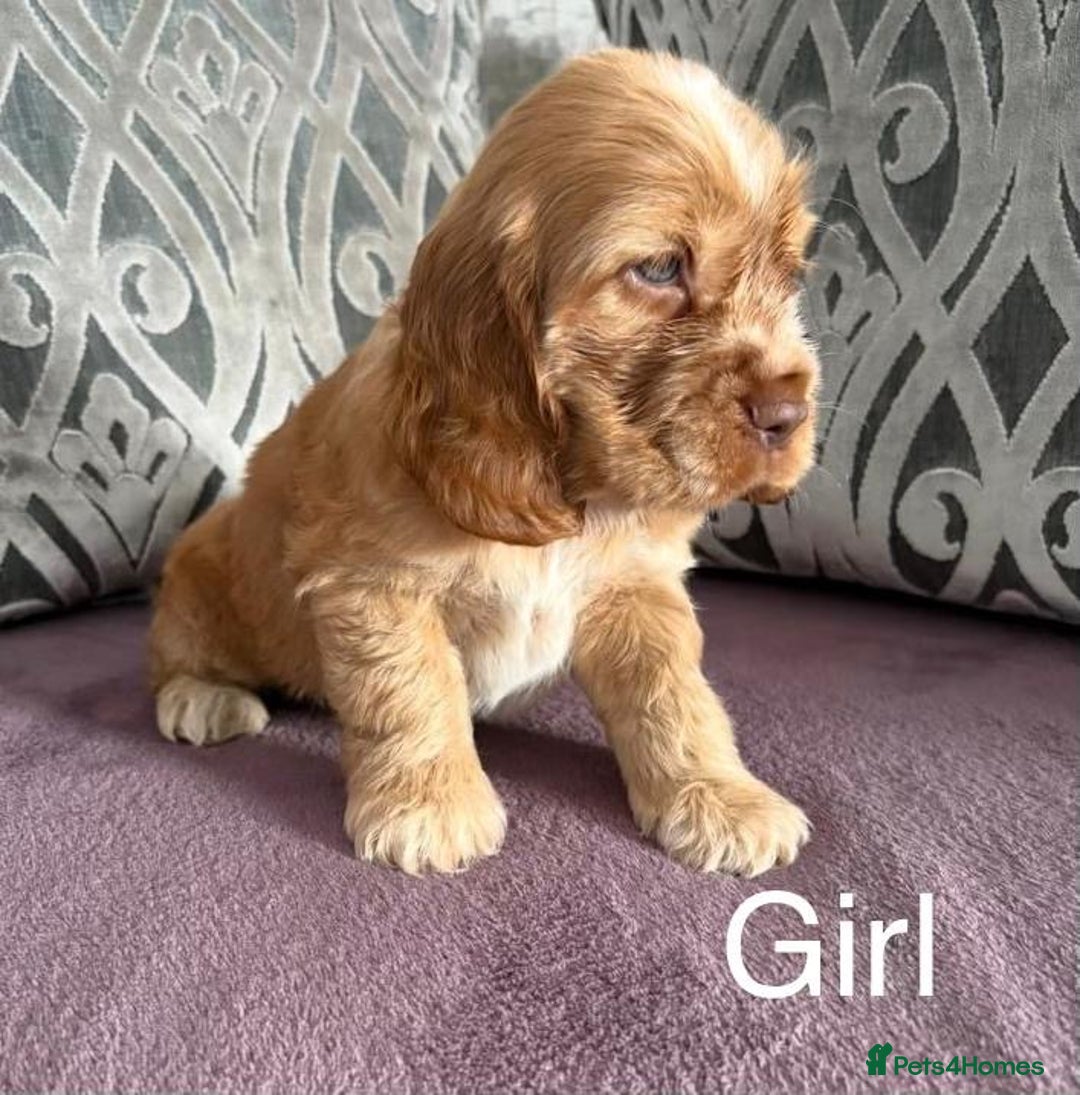 Cocker Spaniel dogs for sale: Show type Cocker spaniels - Image 4