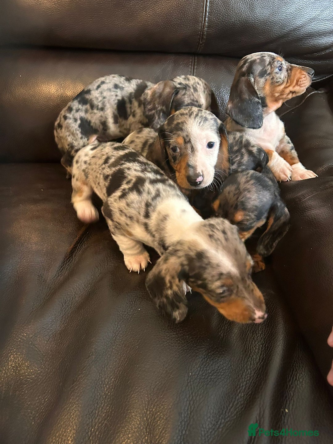 Miniature Dachshund dogs for sale: Dachshund puppies boys and girls ready now - Image 23