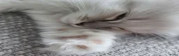 Ragdoll cats for sale: HCM/PKD clear ragdoll kittens  - Advert 9