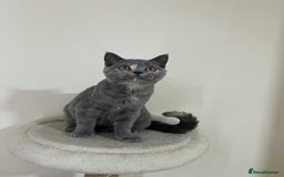British Shorthair cats for sale: Lovely BSH kittens for sale  - Image 11