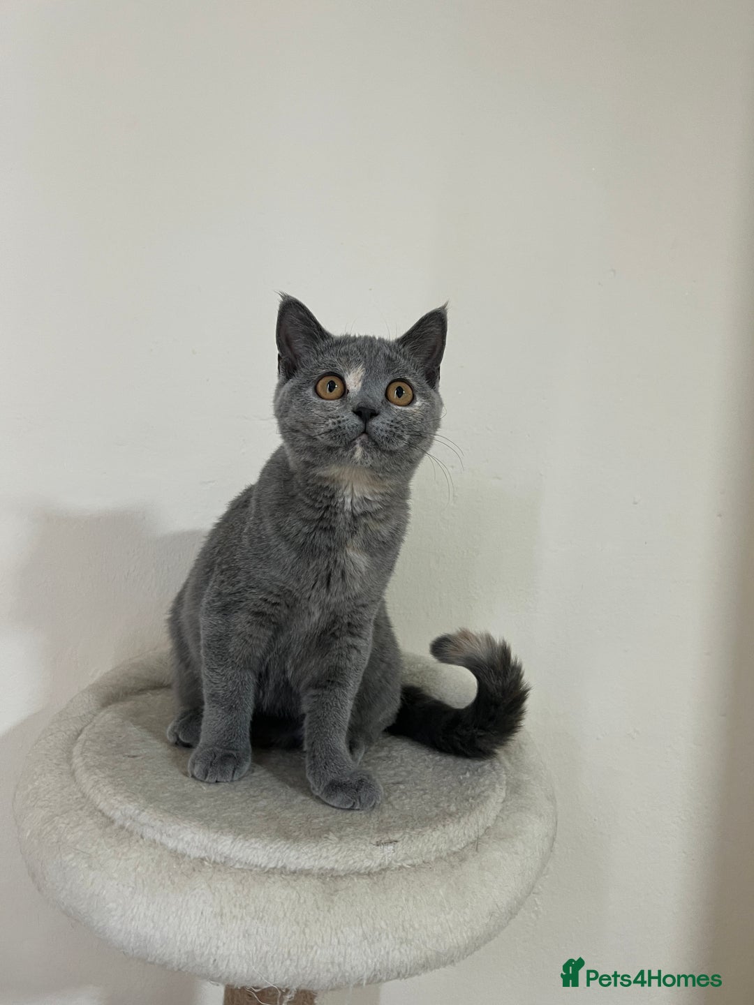 British Shorthair cats for sale: Lovely BSH kittens for sale  - Image 11