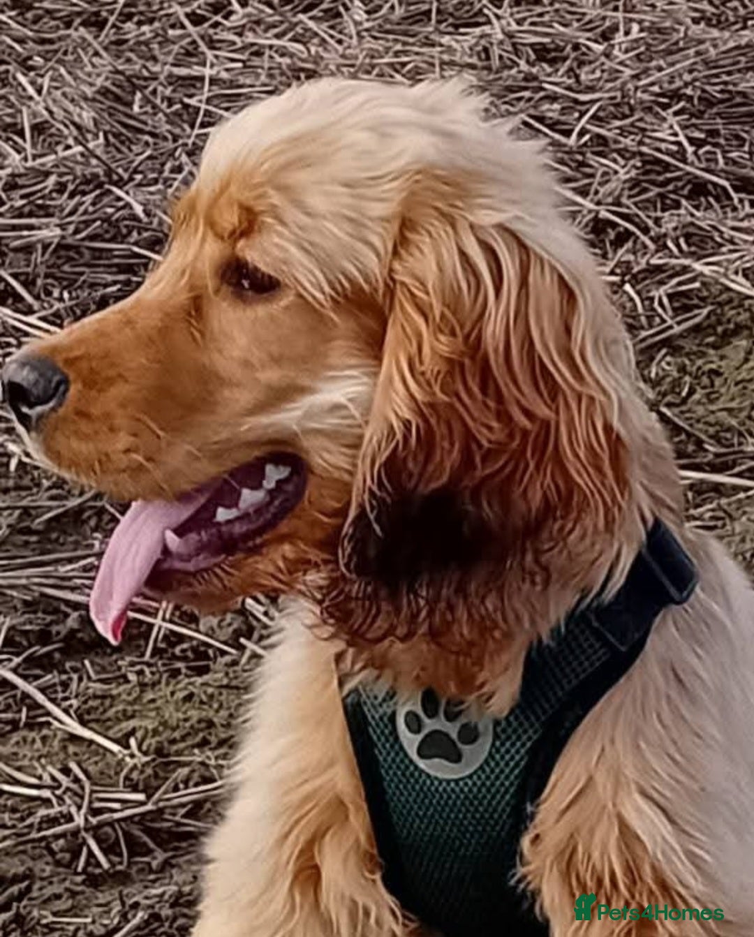 Cocker Spaniel dogs for sale: KC Golden Show Spaniels - Advert 14