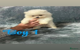 Pomeranian dogs for sale: Teddy bear optic white Pomeranians puppies - Advert 2