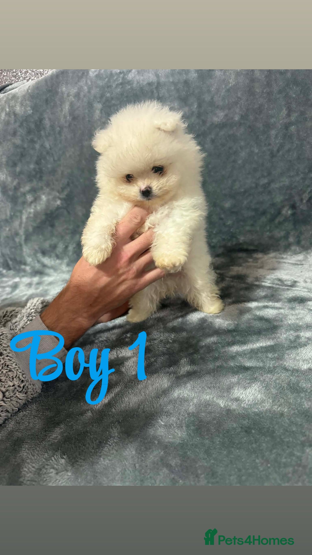 Pomeranian dogs for sale: Teddy bear optic white Pomeranians puppies - Advert 2