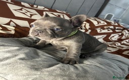 French Bulldog dogs for sale: French bulldog pups  - Image 2