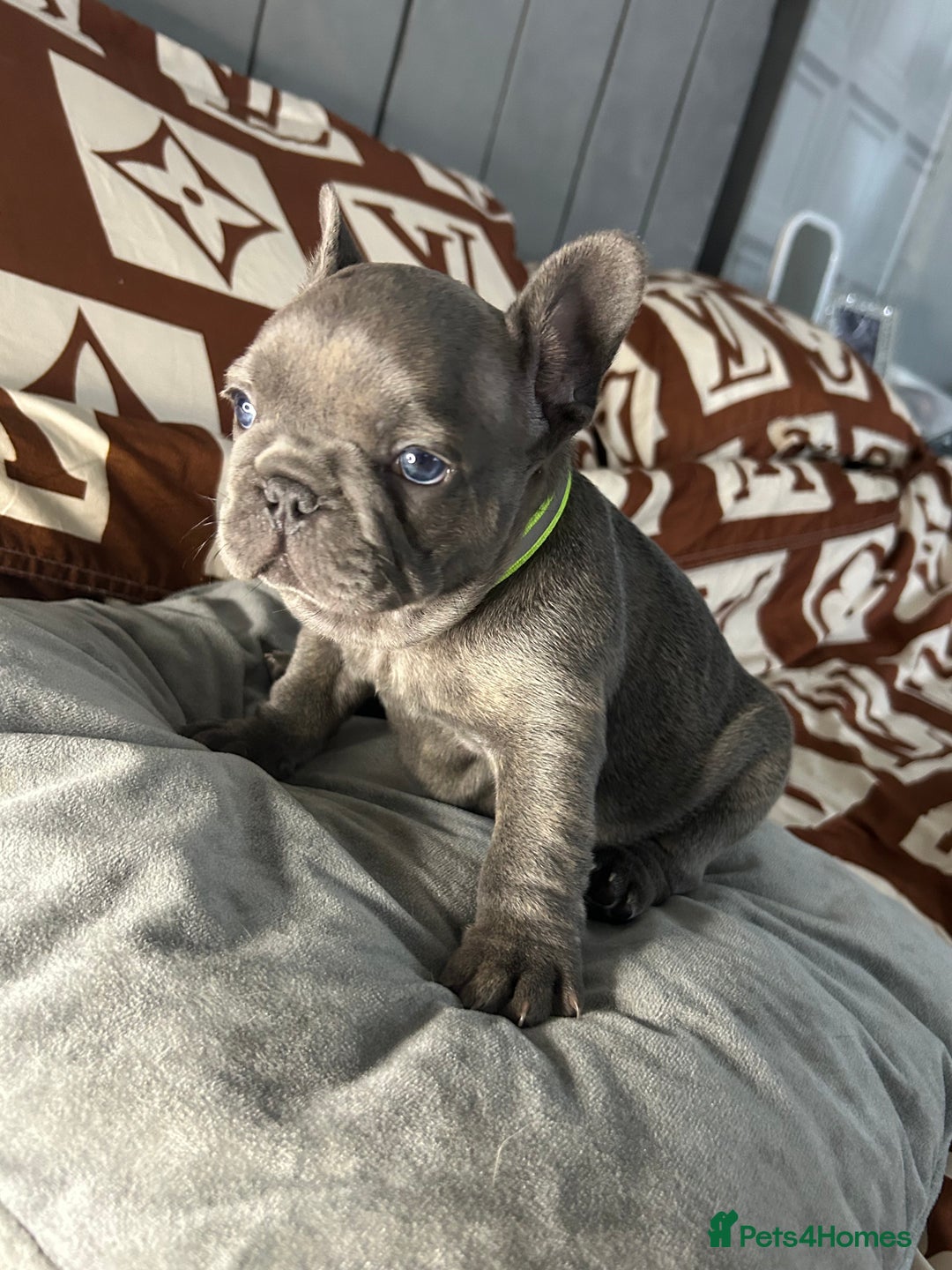 French Bulldog dogs for sale: French bulldog pups  - Image 2