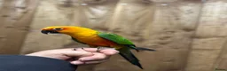 Conures birds for sale: Baby Jandey conure  - Advert 3