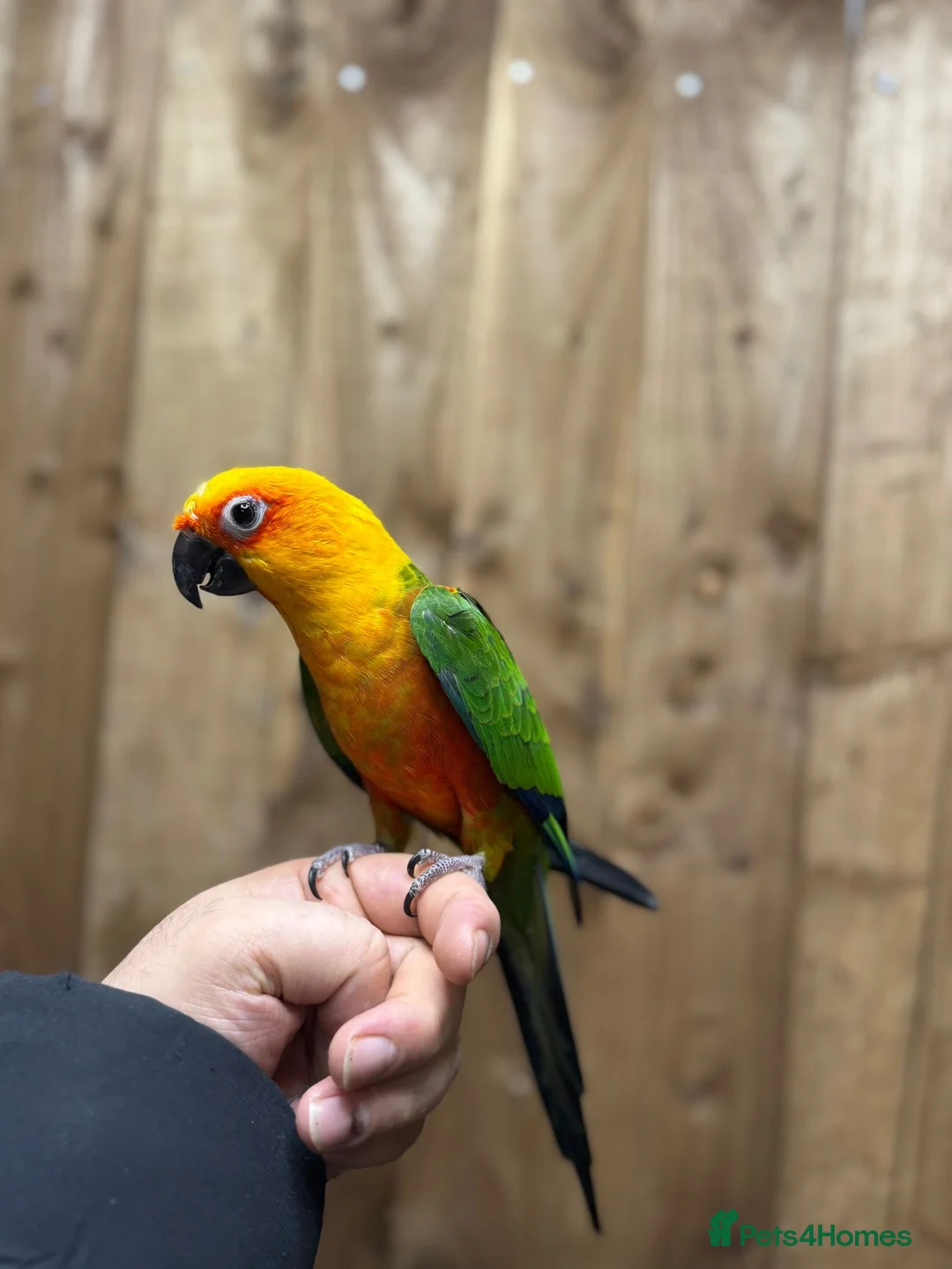 Conures birds for sale: Baby Jandey conure  - Advert 3