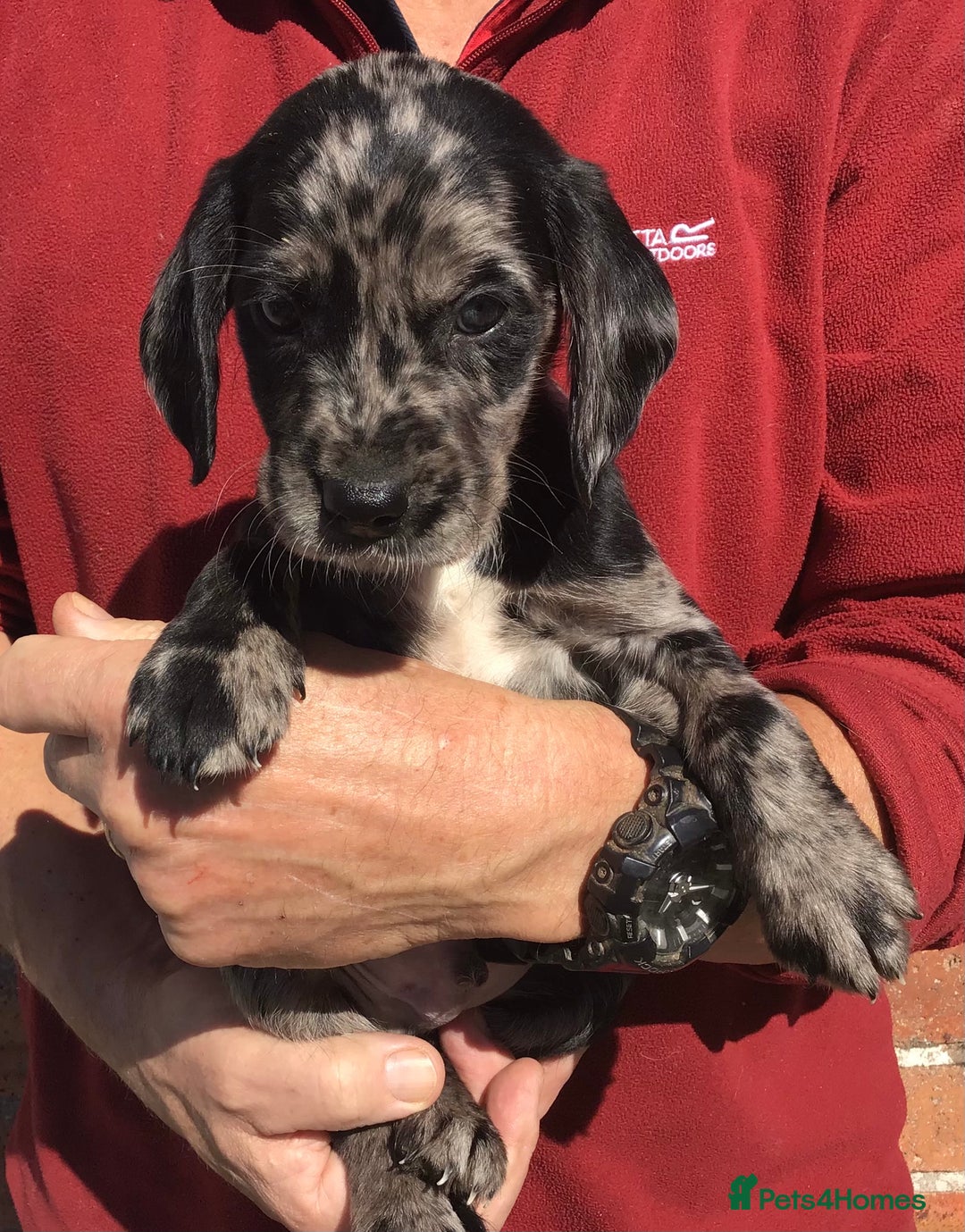 Cockerdor dogs for sale: AMAZING COCKERDOR/COCKADOR PUPPIES - Image 31