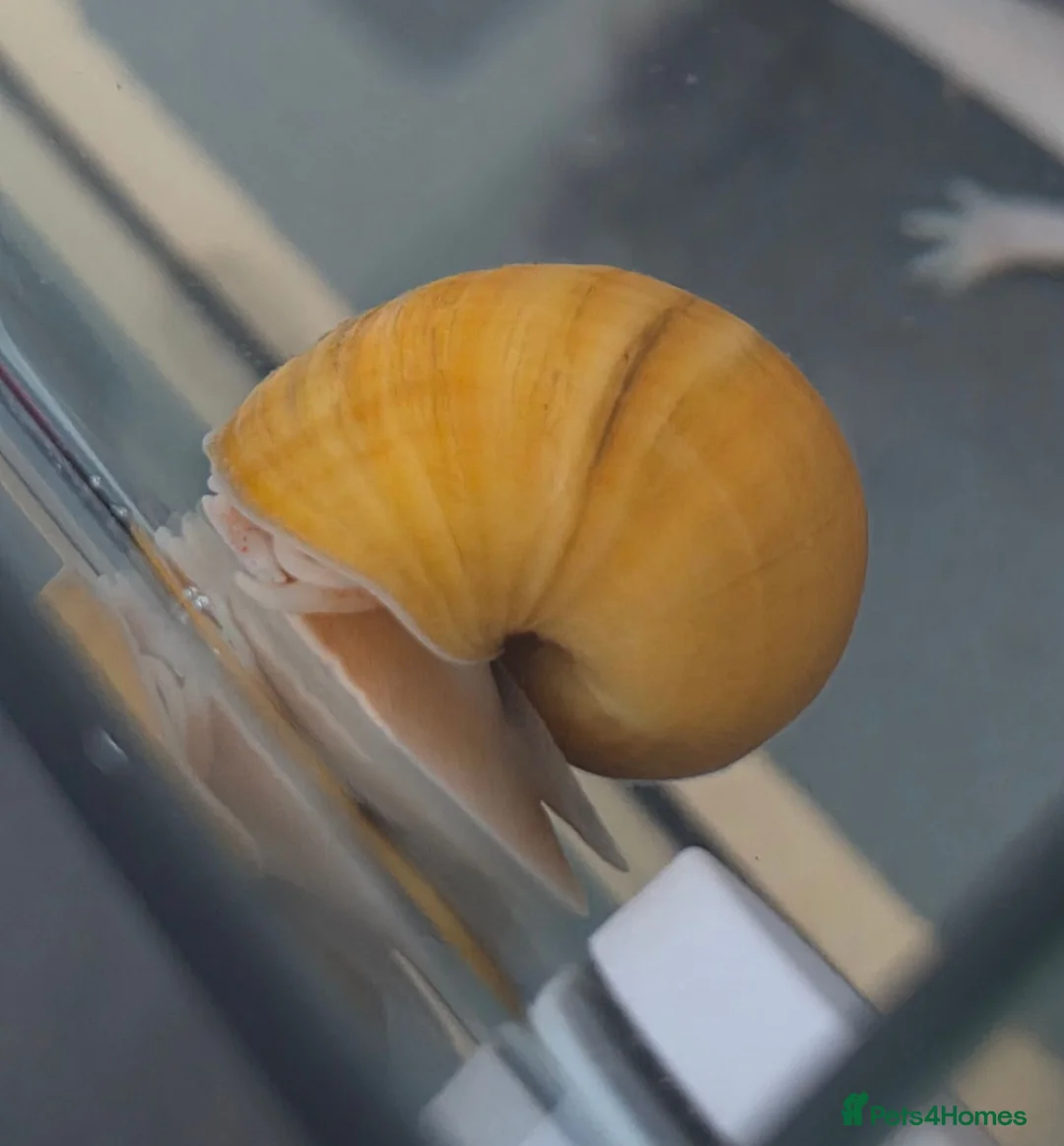 Snails fish for sale: Baby apple snails  in Chichester - Advert 2