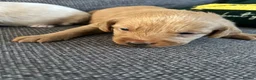 Labradoodle dogs for sale: 1 Female Labradoodle looking for her forever home  - Advert 38