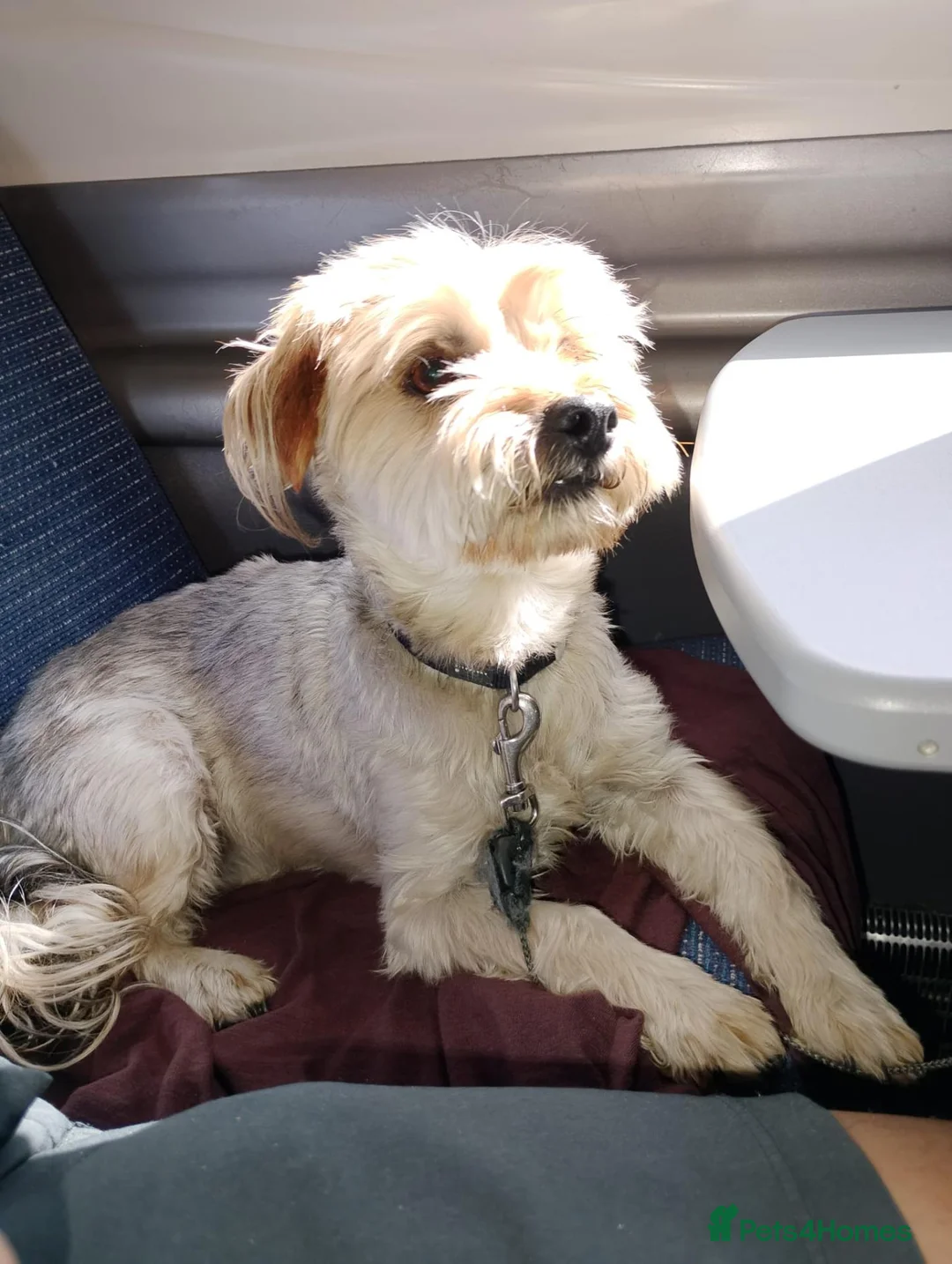 Yorkshire Terrier dogs for sale: Ben is a lovely male, and needs rehoming in Wednesbury - Advert 3