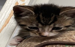 Mixed Breed cats for sale: 7 beautiful kittens - Image 8