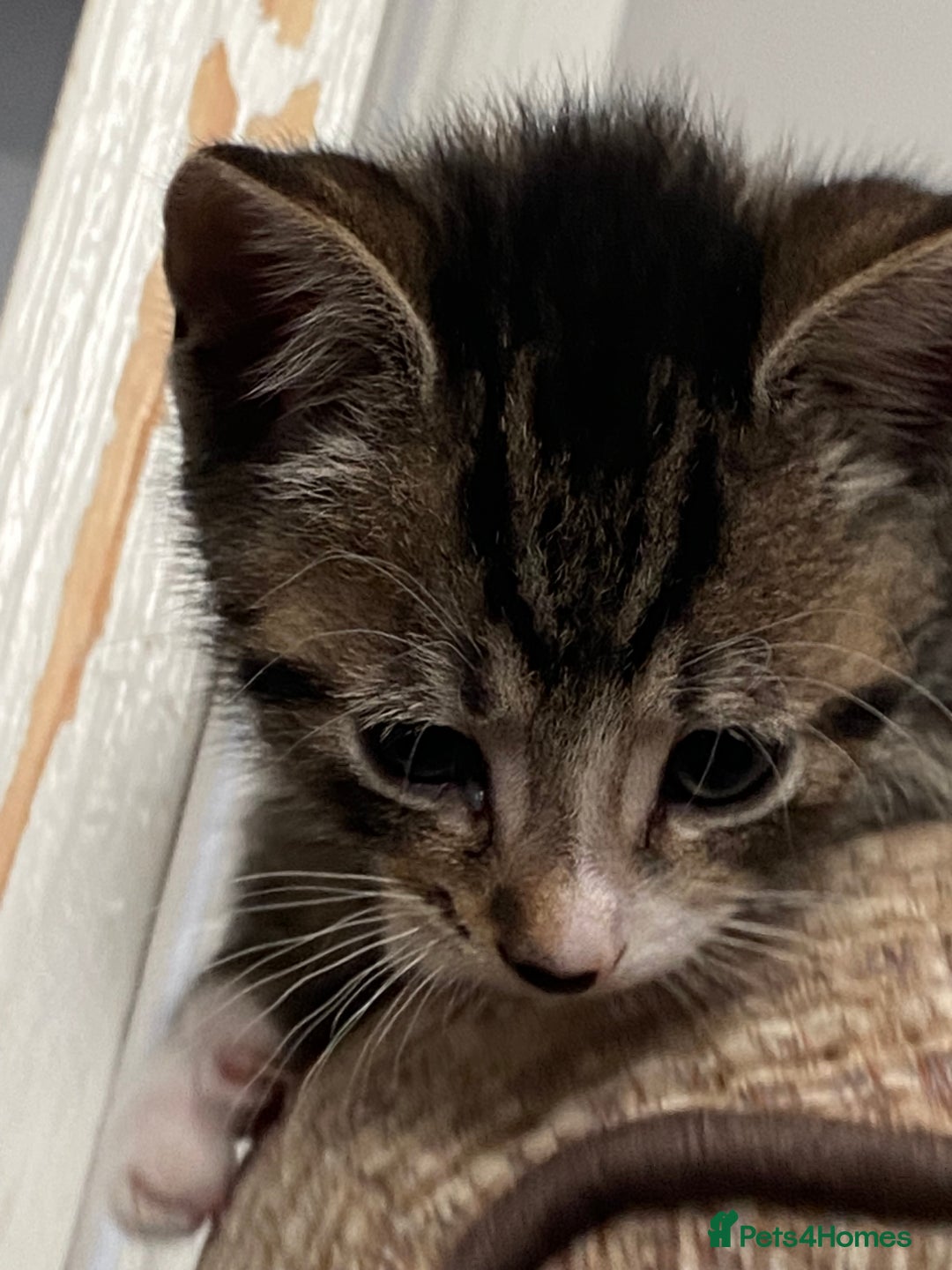 Mixed Breed cats for sale: 7 beautiful kittens - Image 8