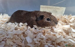 Guinea Pig rodents for sale: baby male guinea pigs  - Advert 3
