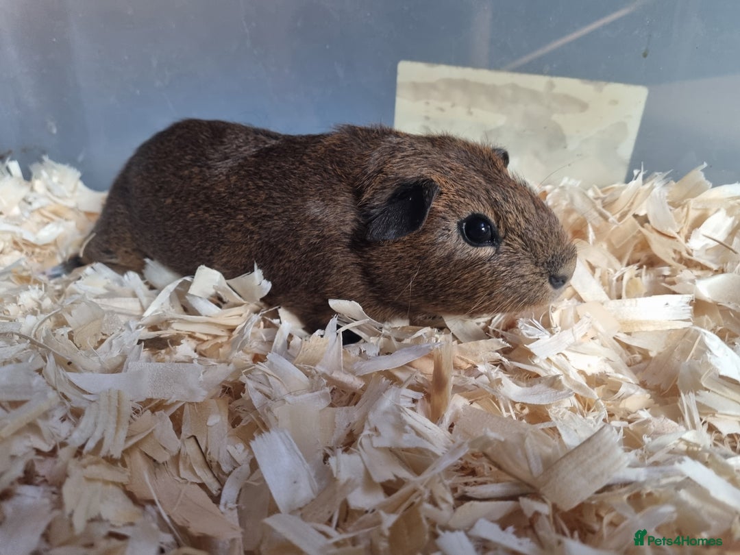 Guinea Pig rodents for sale: baby male guinea pigs  - Advert 3
