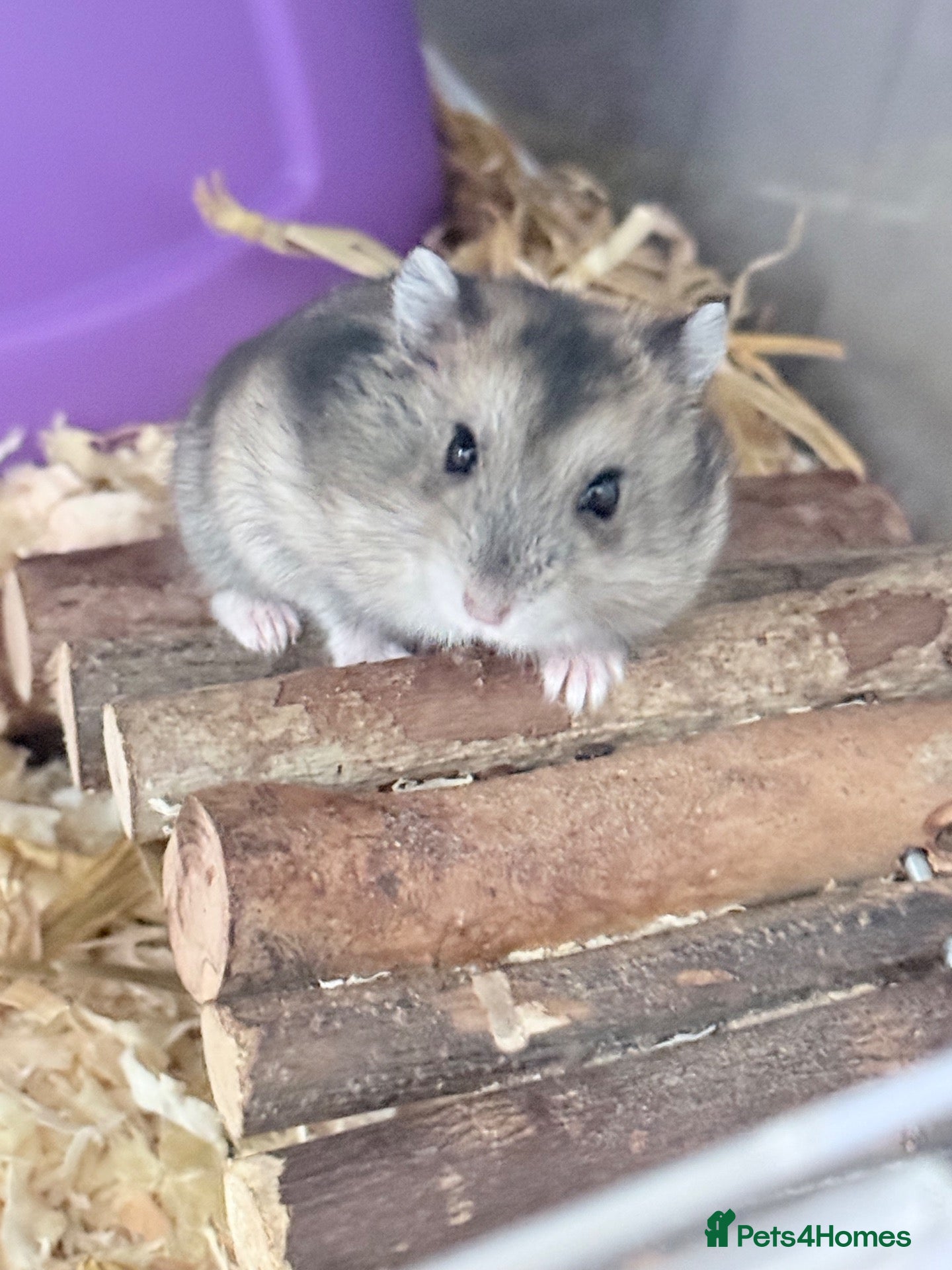 Hamster rodents Dwarf hamsters  - Advert 1