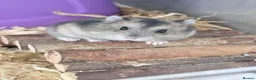 Hamster rodents for sale: Russian Dwarf hamsters  - Advert 1