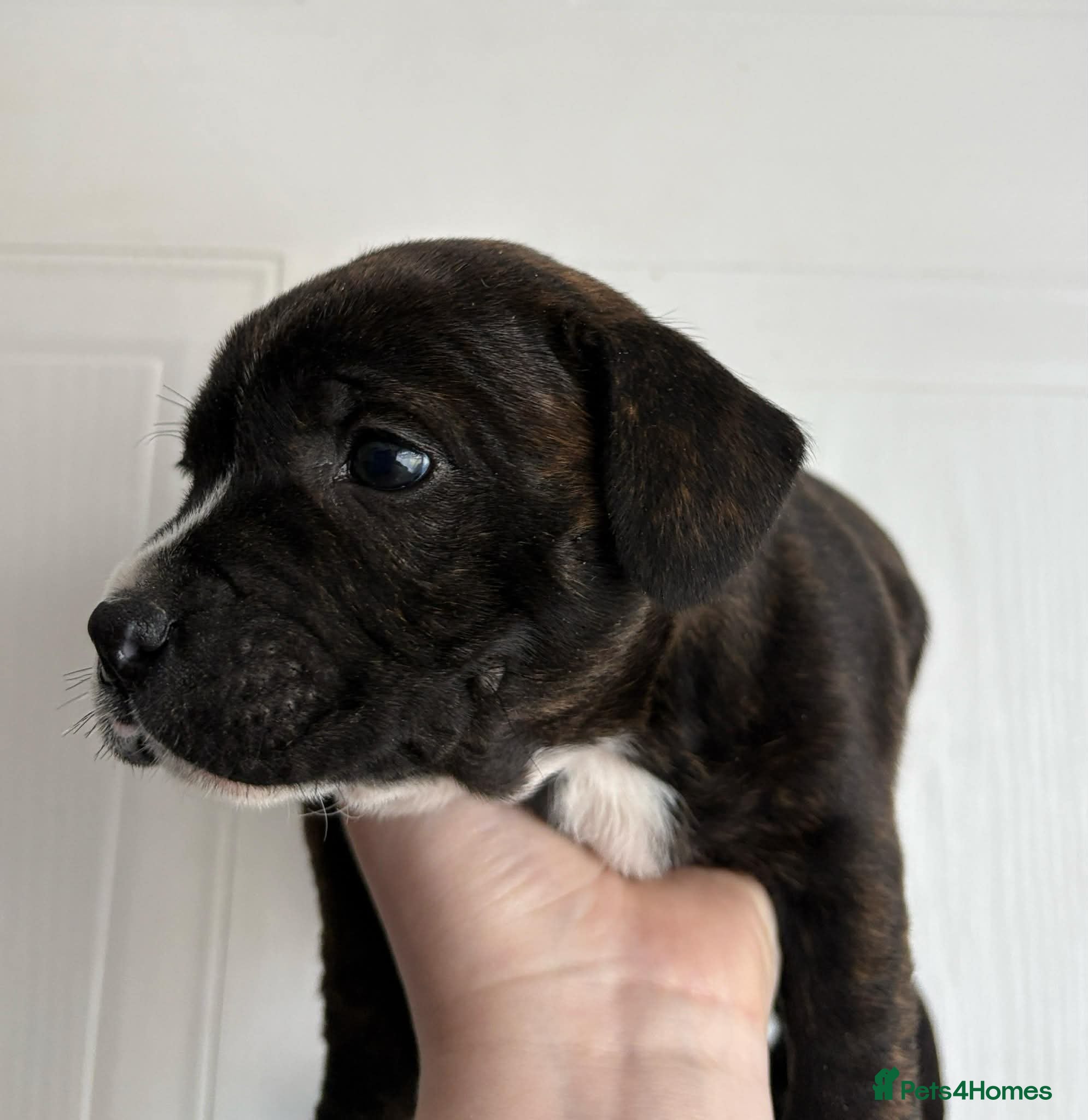 Staffordshire Bull Terrier dogs   Stunning Staffy Puppies - 1 left only!! - Advert 13